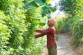 Indian farmer with Sickles in his field Royalty Free Stock Photo