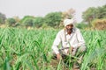 Indian farmer sitting in sugarcane field at latur, maharashtra