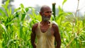 Indian farmer standing in agricultural field