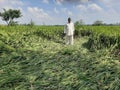 Indian farmer standing with crops in farm