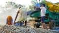 Indian farmer threshing millet or bajra in millet crop using thresher. Technology and agriculture concept