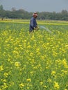 Indian farmer watering mustard plants