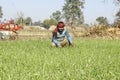 Indian farmer in wheat field.