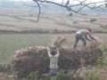 INDIAN FARMER WORKING AND COLLECTING THAIR PADDY FROM THAIR PADDY FIELD 3