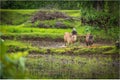 Indian farmer working in village to crop yields. Royalty Free Stock Photo