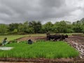 Indian Farmers and animals good