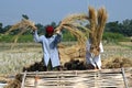 Indian farmers harvest in a paddy field . Royalty Free Stock Photo