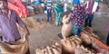 Indian farmers packing wheat sacks into the godown