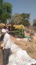 Indian farmers separating husk and wheat grain by use of thresher machine Royalty Free Stock Photo