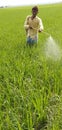 Indian farmers spray poison in paddy fields