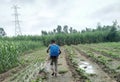 Indian farmers spraying pesticides in field Royalty Free Stock Photo