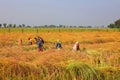 Indian farmers working in the field for to harvesting mustard.