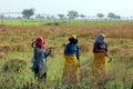 Indian farmers working in the field for to harvesting mustard.