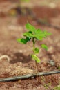 Indian farming cotton baby tree