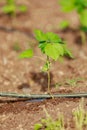 Indian farming cotton baby tree