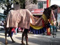 Indian fastival camel