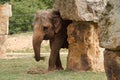 The Indian female elephant is eating hay at the zoo Royalty Free Stock Photo