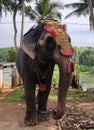 Indian Female elephant in temple with ornaments and decoration