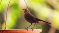 Indian Female Robin Royalty Free Stock Photo