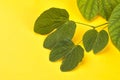 Indian Festival Dussehra, showing golden leaf Piliostigma racemosum on yellow background.