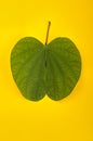 Indian Festival Dussehra, showing golden leaf Piliostigma racemosum on yellow background.