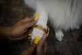 Indian festival: Raksha Bandhan. Tying Rakhi to pet dog Royalty Free Stock Photo