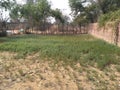 Indian field growing very popular grain chick pea