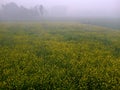 Indian field morning time in winter Royalty Free Stock Photo