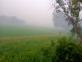 Indian field in winter with fogg Royalty Free Stock Photo