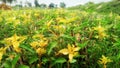 Indian fields with green and yellow plant