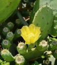 Indian fig, cactus pear with yellow flover.