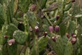 Indian fig fruits Royalty Free Stock Photo