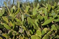 Indian fig growing wild Royalty Free Stock Photo