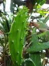 Cladode, stalk or pad of indian fig opuntia Royalty Free Stock Photo