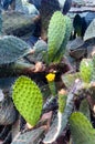 Indian fig opuntia, barbary fig, cactus pear, spineless cactus, prickly pear. Opuntia ficus-indica.