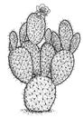 Indian fig, opuntia illustration, drawing, engraving, ink, line art, vector