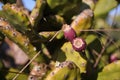 Indian figs fruits Royalty Free Stock Photo