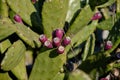 Indian figs fruits Royalty Free Stock Photo