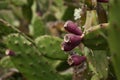 Indian figs fruits Royalty Free Stock Photo