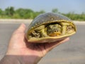Indian Flapshell Turtle in human hand Royalty Free Stock Photo