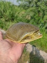 Indian Flapshell Turtle in human hand Royalty Free Stock Photo