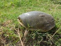 Indian Flapshell Turtle