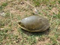 Indian Flapshell Turtle Royalty Free Stock Photo