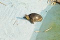 Indian flapshell turtle Royalty Free Stock Photo