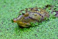 The Indian flapshell turtle Lissemys punctata India.