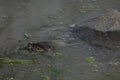 Indian flapshell turtle Lissemys punctata on a pond.