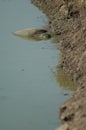 Indian flapshell turtle Lissemys punctata resting on the shore of a lagoon.