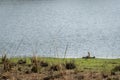 Indian Flapshell Turtle or Lissemys punctata a vulnerable species portrait basking sun near rajbagh lake winter season at Royalty Free Stock Photo