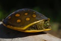 Turtle on the branch.