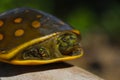 Turtle on the branch.